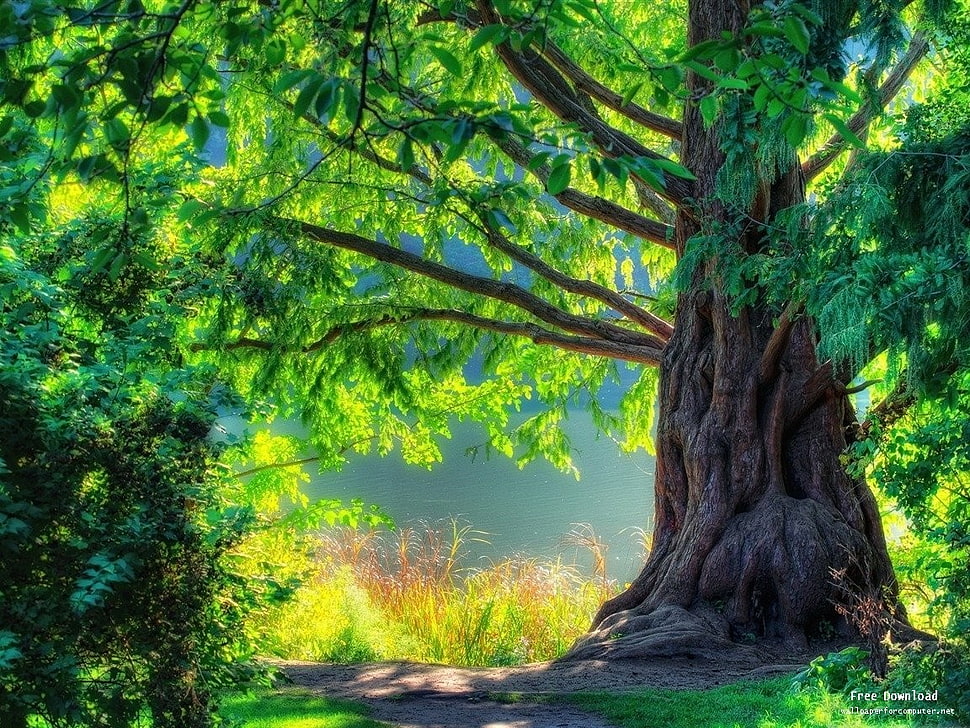 green leaf tree painting, trees, nature HD wallpaper