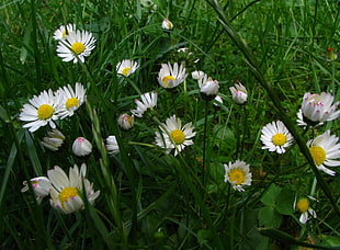 bed of white and yellow flowers