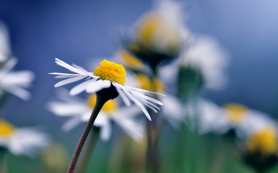 selective focus of white flower HD wallpaper