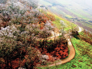green trees with white and orange flowers
