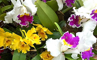 white-purple-and-yellow floers HD wallpaper