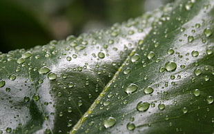 leaf with droplets