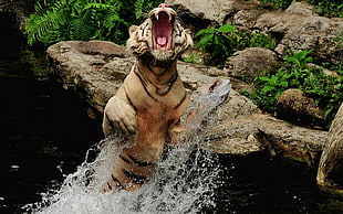 brown tiger open mouth about to attack