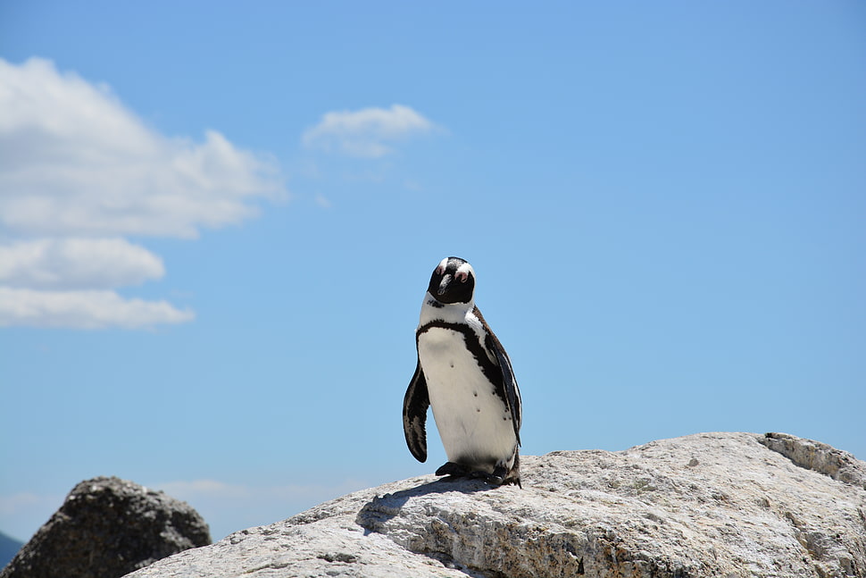 penguin standing on rack during daytime HD wallpaper