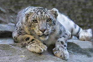 closeup photo of white leopard lying on rock