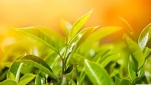 green leafed plant, closeup, plants, sunlight, leaves HD wallpaper