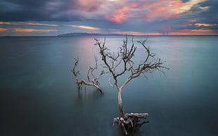 gray tree, nature, dead trees, lake, calm HD wallpaper