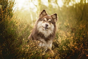 medium-coated brown and tan dog, dog, animals, nature