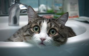 white, black, and brown tabby cat, cat, animals, sink