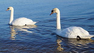 two mute swan on bodies of water