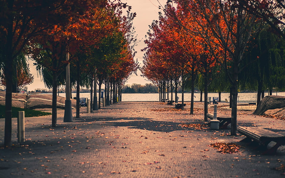 autumn leafed tree, trees, fall HD wallpaper