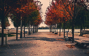 autumn leafed tree, trees, fall