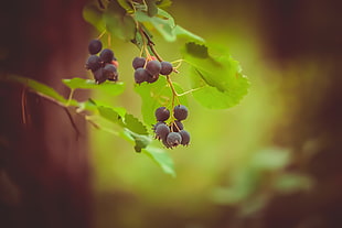 purple berries selective focal photo