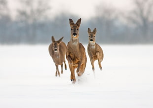 three brown kangaroos runs on white ground at daytime