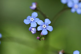closeup photo of blue petaled flowers HD wallpaper