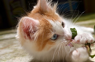 orange tabby cat eating plant