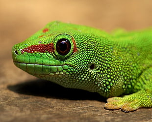close up shot of green and red reptile