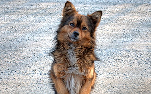 shallow focus photography short-coated dog