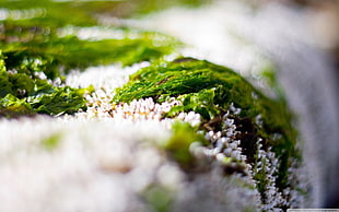 macro, nature, depth of field, algae HD wallpaper