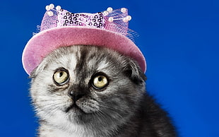 gray kitten wearing pink hat
