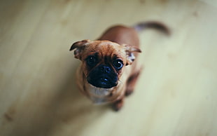focus photo of tan French bulldog puppy