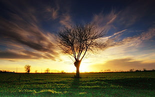 silhouette tree, nature, sunset, trees, sunlight HD wallpaper
