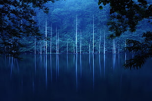 trees and body of water, forest, trees, lake, landscape