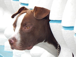 closeup photography of liver and white American Pit Bull Terrier