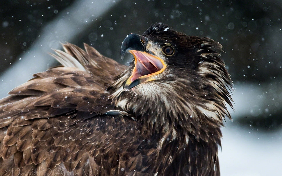 focus photography of hawk HD wallpaper