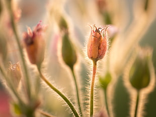 closeup photography of orange flower at daytime HD wallpaper