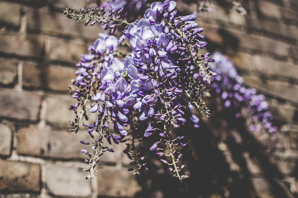 purple petaled flowers, Lupines, Bouquet, Light HD wallpaper