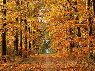 trees during autumn