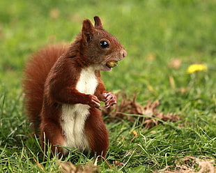 photo of squirrel on grass field HD wallpaper