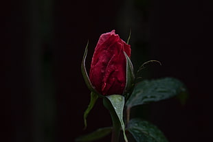 photo of red rose with black background