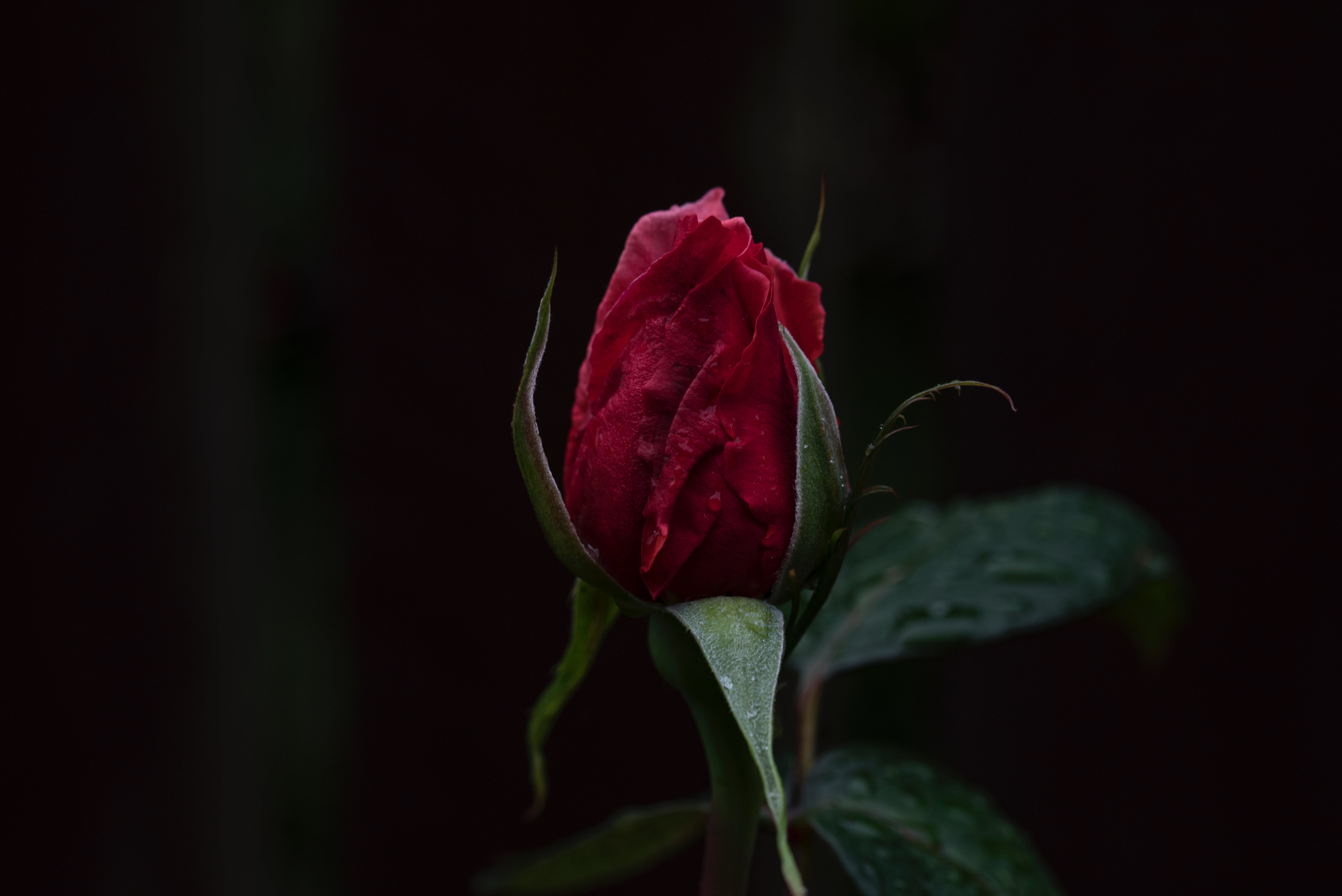 35 Gambar Black Background Red Rose Hd Wallpaper terbaru 2020