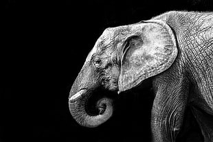 elephant in close-up photography HD wallpaper