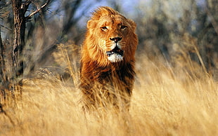 Male Lion on brown fields surrounded by trees
