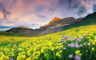 Flowers,  Field,  Grass,  Mountains HD wallpaper