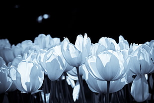 white flower decoration, tulips
