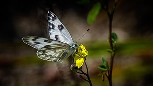 white and brown butterfly perched on yellow flower