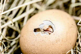 close up photo of newborn chicken