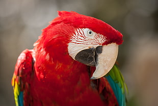 red and green parrot HD wallpaper