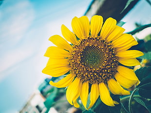 filtered photography of Sunflower HD wallpaper