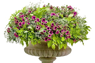 purple floral arrangement