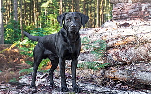 short-coated black dog near brown rock