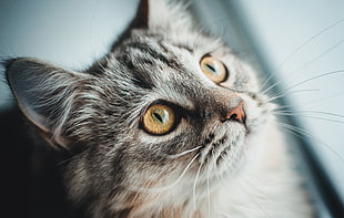 grey cat, cat, animals, closeup