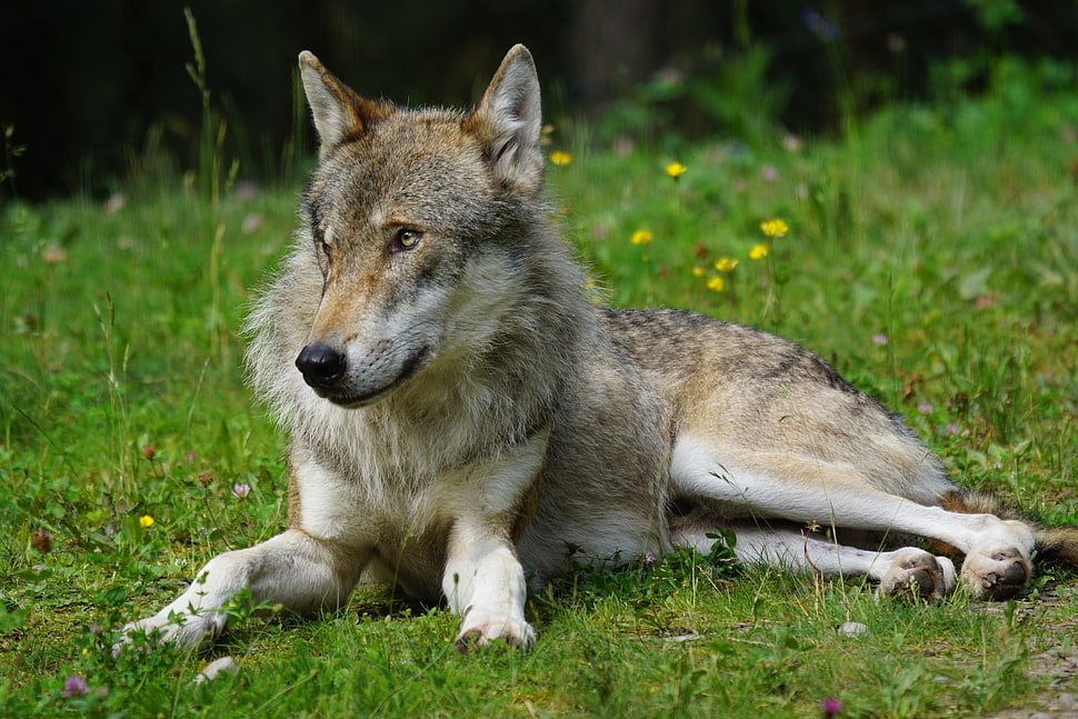 selective focus photography of wolf lying on grass HD wallpaper