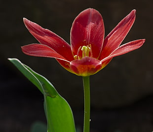close up photo of red amarillys, tulip
