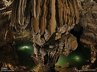 brown and black tree branch, cave, National Geographic HD wallpaper