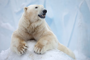 shallow focus photography of polar bear